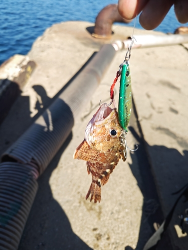 アラカブの釣果