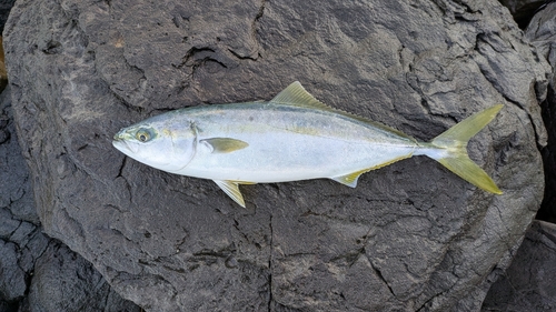 ヤズの釣果