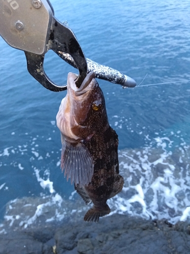 アイナメの釣果