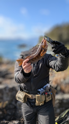 アイナメの釣果