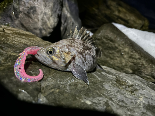 クロソイの釣果