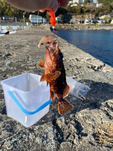 カサゴの釣果