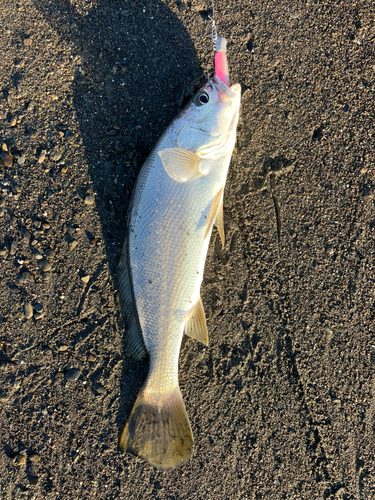 ニベの釣果