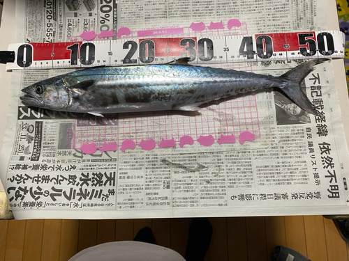 サゴシの釣果