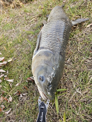 ソウギョの釣果