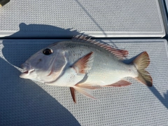 シロダイの釣果