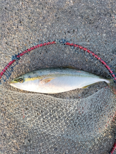 ハマチの釣果