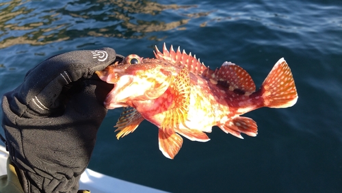 アカハタの釣果