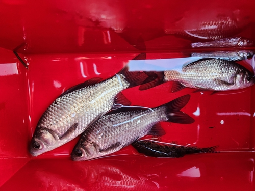 マブナの釣果