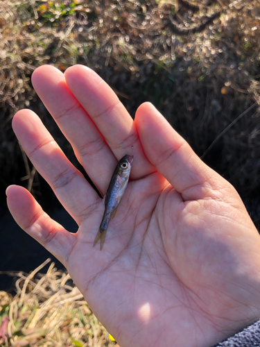 アブラハヤの釣果