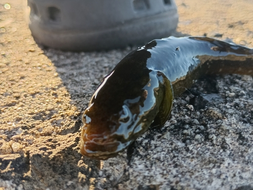 ドロメの釣果