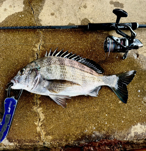 クロダイの釣果