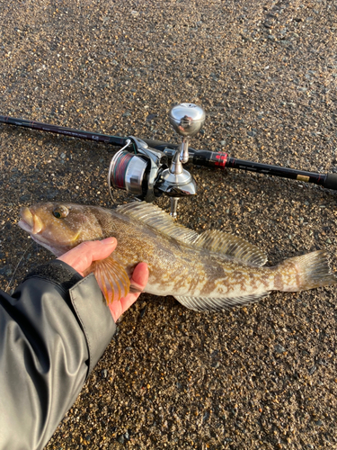 アイナメの釣果