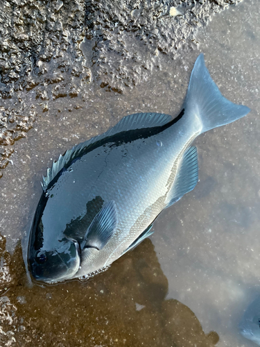 オナガグレの釣果