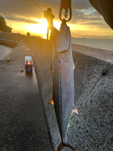 サゴシの釣果