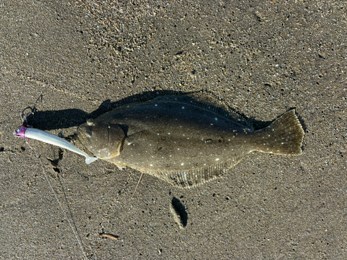 ヒラメの釣果