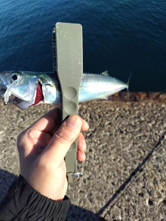 サバの釣果