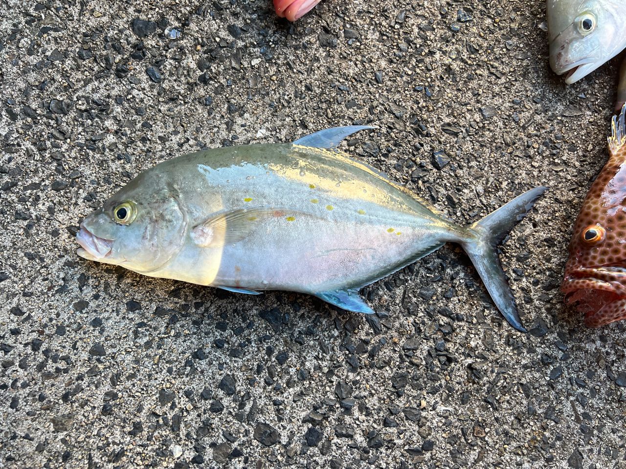 ナンヨウカイワリ