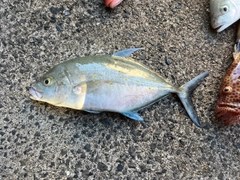 ナンヨウカイワリの釣果