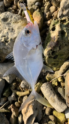 ガーラの釣果