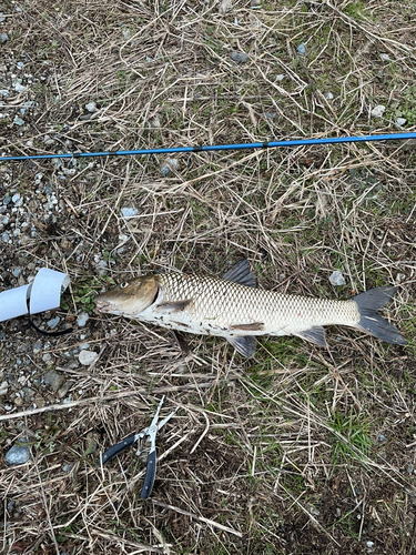 ニゴイの釣果