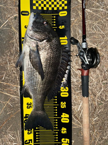 チヌの釣果