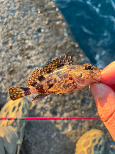 カサゴの釣果