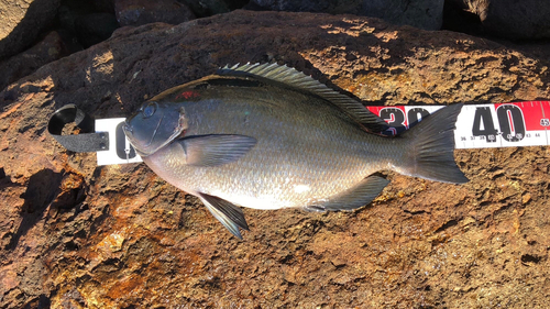 メジナの釣果