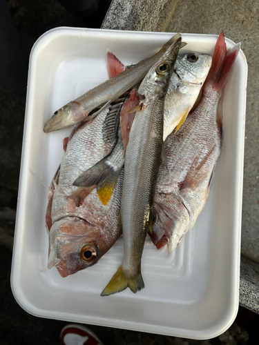 カマスの釣果