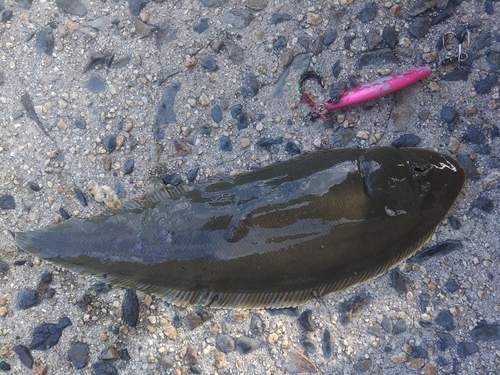 シタビラメの釣果