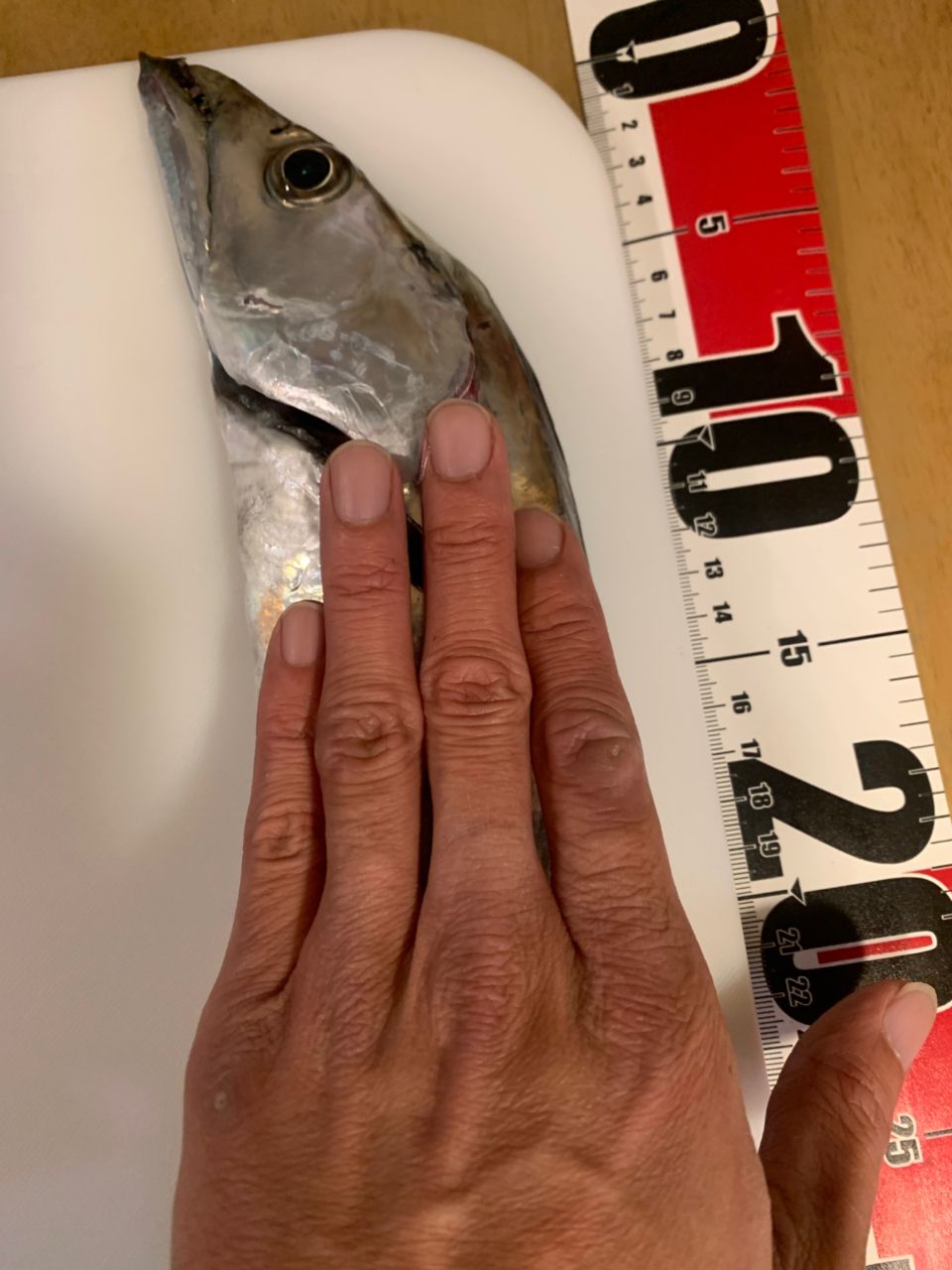 ゆと1982さんの釣果 2枚目の画像