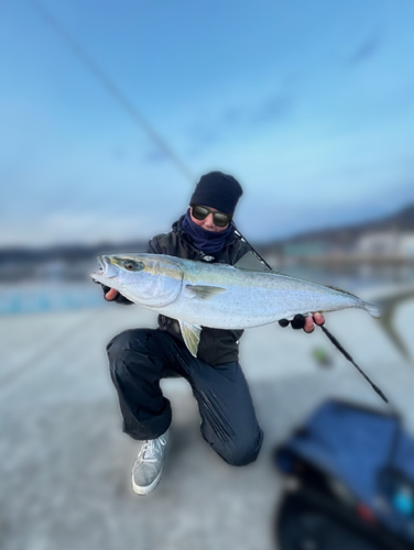 ブリの釣果