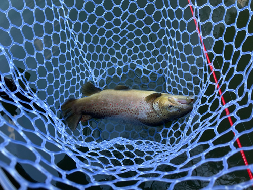 ブラウントラウトの釣果