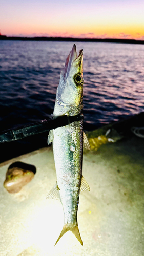 カマスの釣果