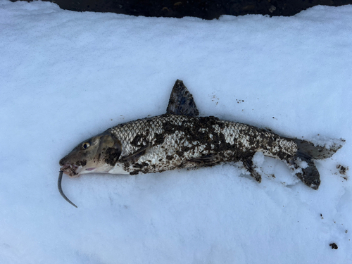 ニゴイの釣果