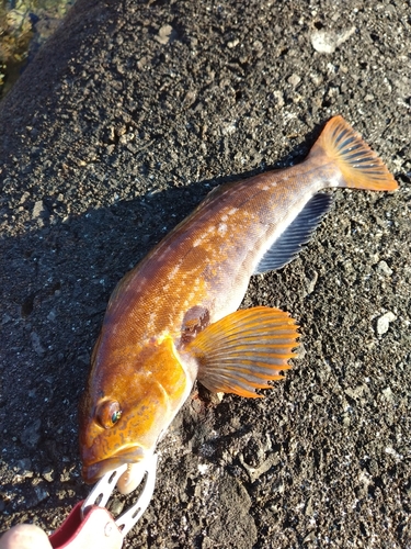 アイナメの釣果