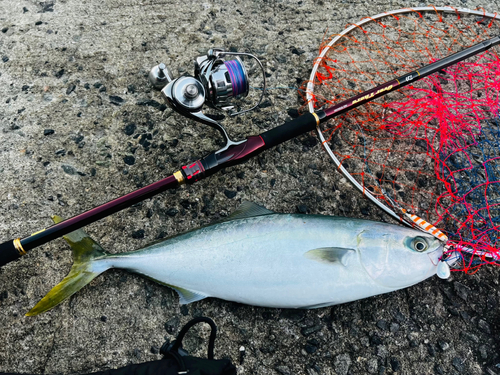 ハマチの釣果