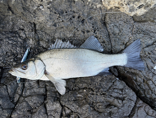 ヒラスズキの釣果