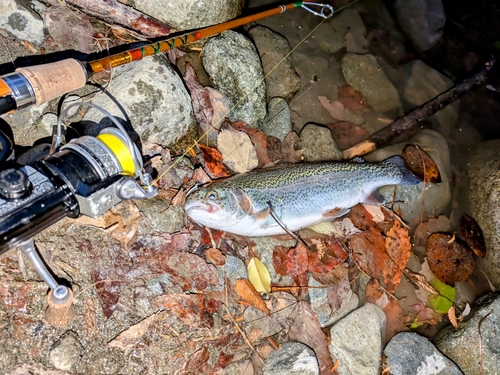 ニジマスの釣果