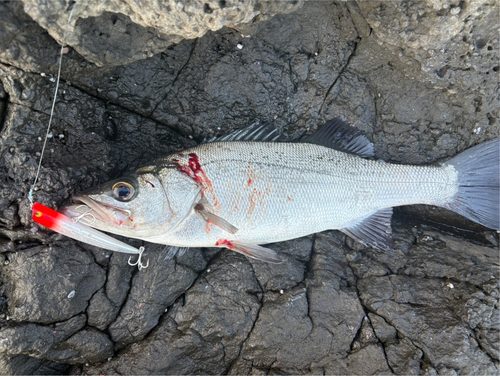 ヒラスズキの釣果