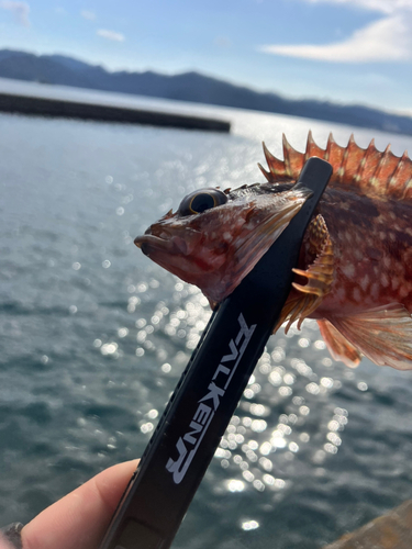 カサゴの釣果