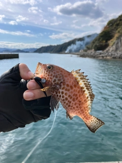 ハタの釣果