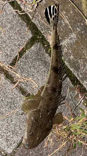 マゴチの釣果