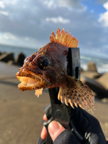 ヨロイメバルの釣果