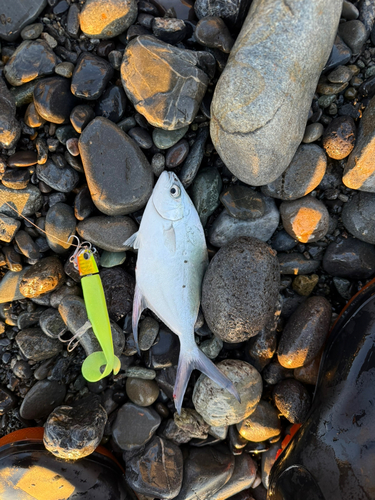 コバンアジの釣果