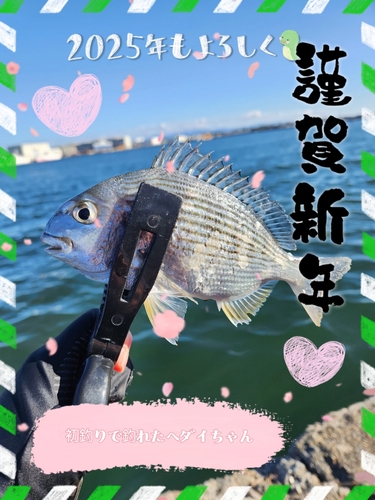 ヘダイの釣果