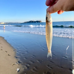 シロギスの釣果