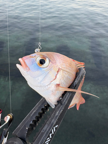 タイの釣果