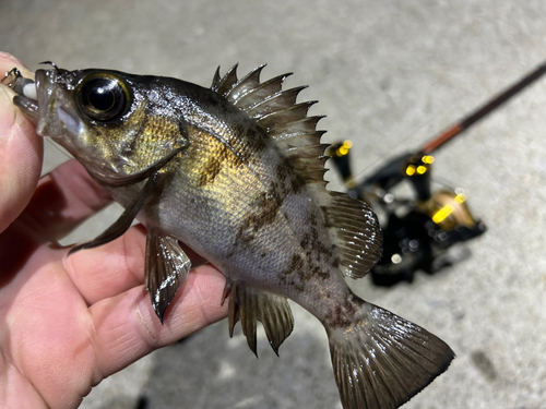 メバルの釣果