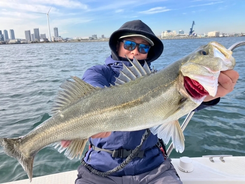 シーバスの釣果